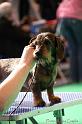 Crufts2011_2 760